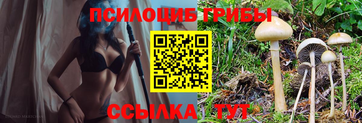 Кировск  Галлюциногенные грибы прущие грибы  Галлюциногенные грибы прущие грибы  Вход с VPN 